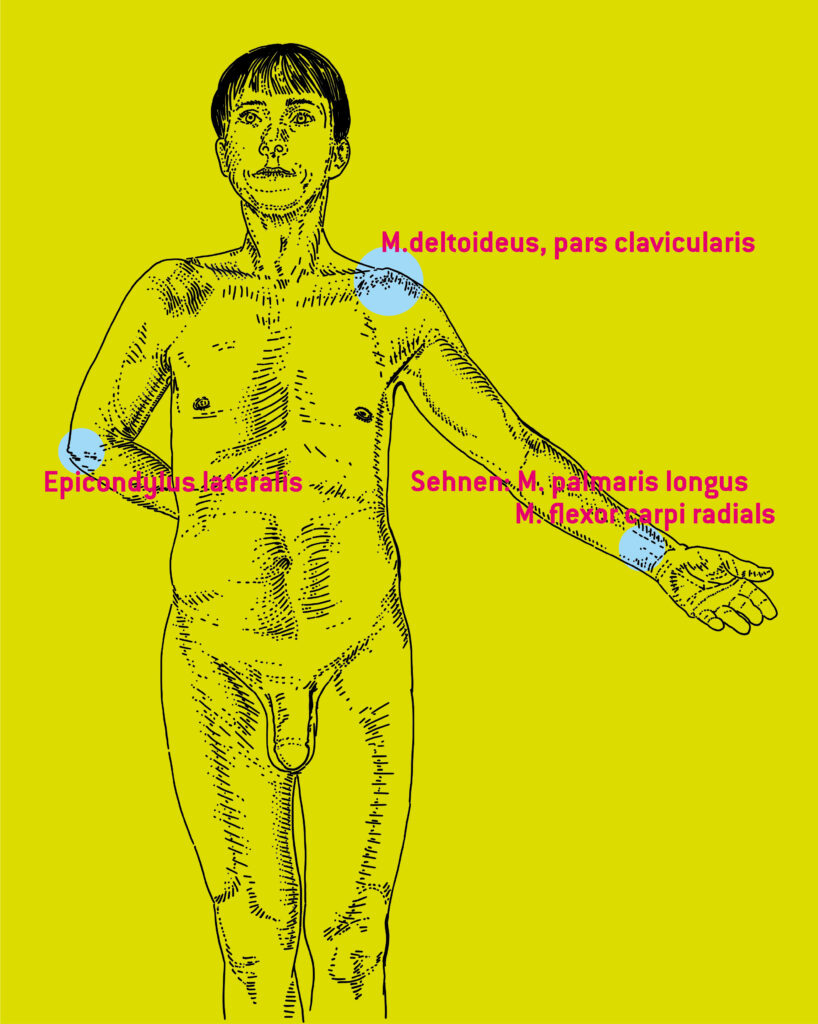 Morphologie Obere extremität