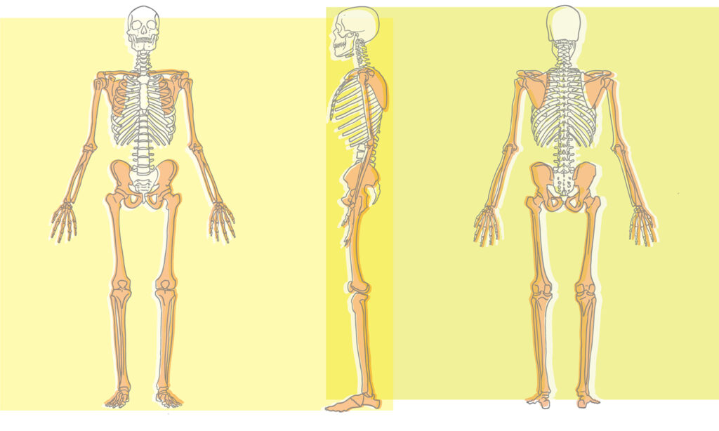 Schultergürtel, Beckengürtel
