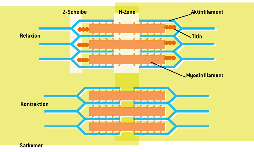 Aktin und Myosin