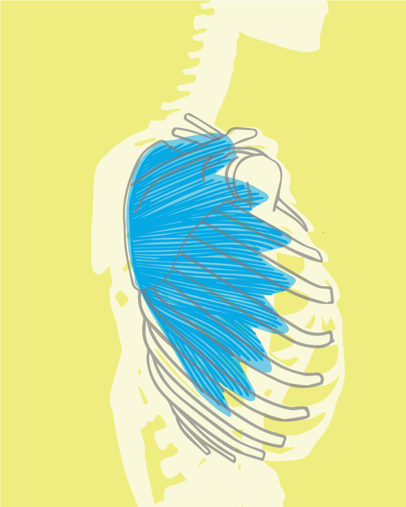 Musculus serratusanterior