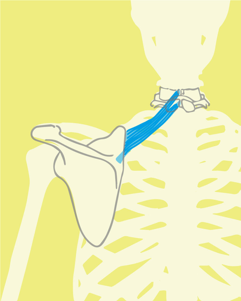Musculus rhomboideus minor