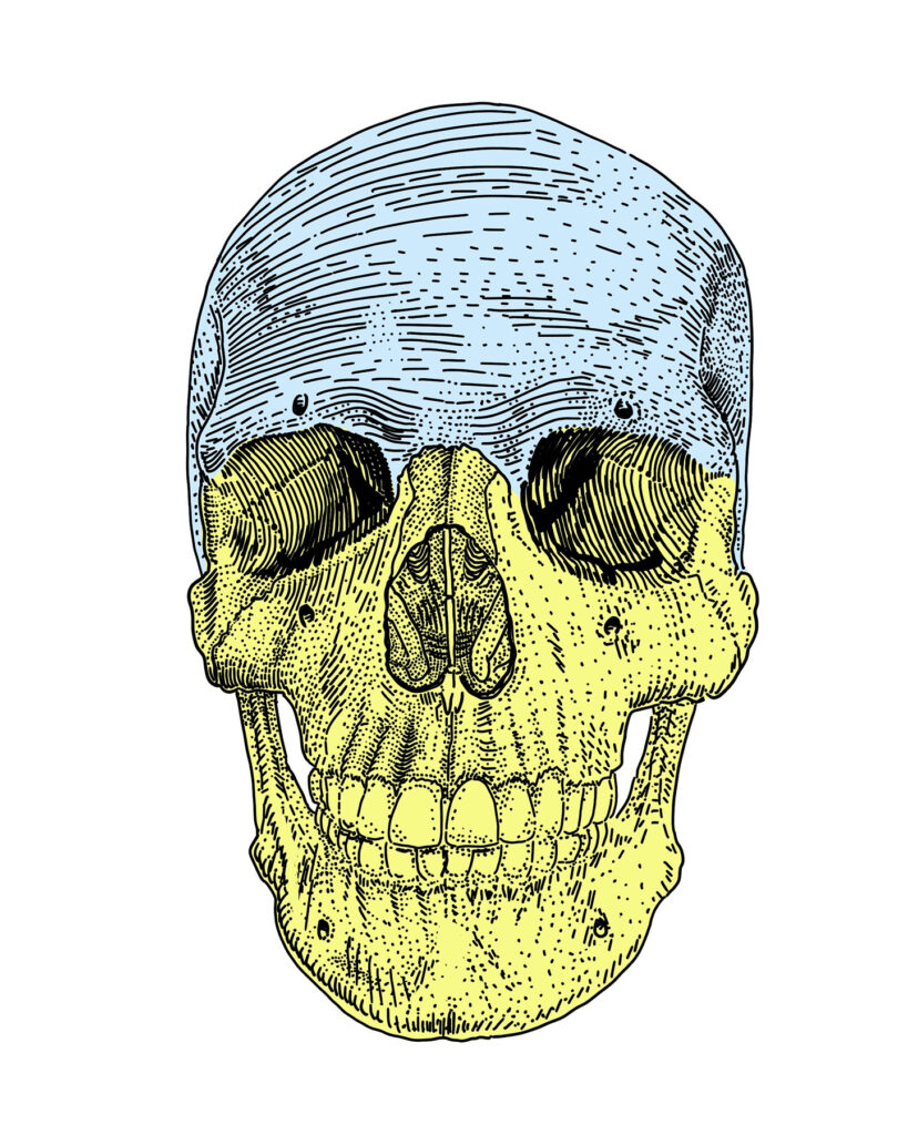 Cranium frontal